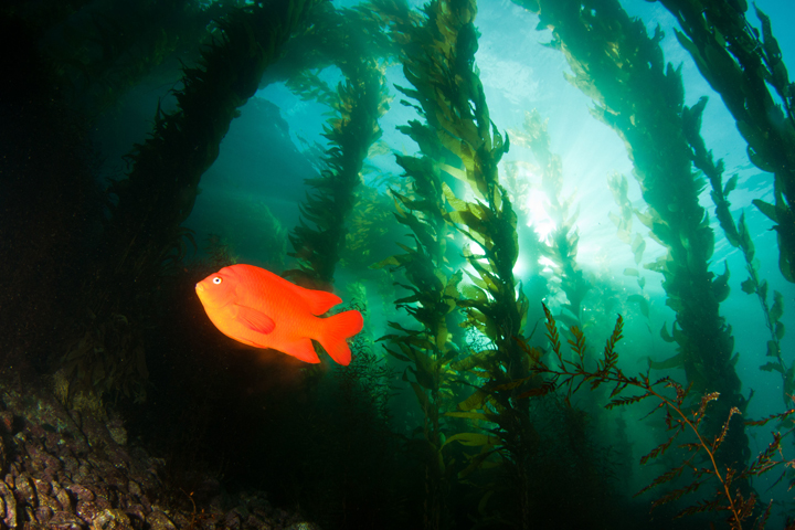 bright orange fish in kelp forest
